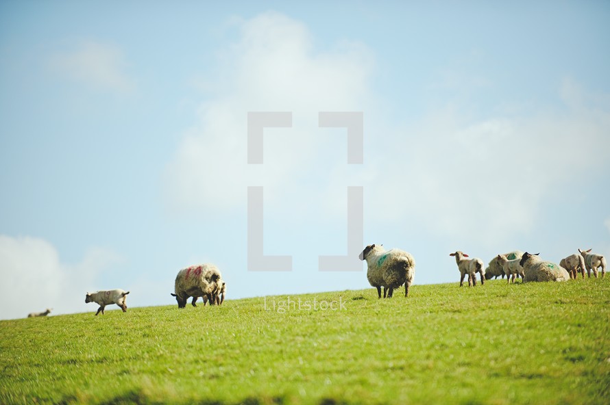 grazing sheep in a pasture 