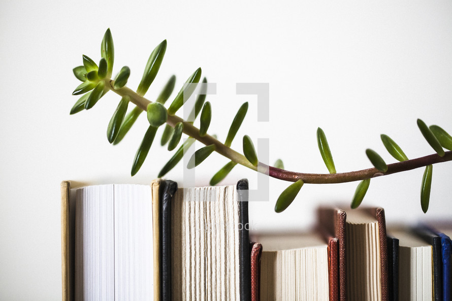 branch over row of books 