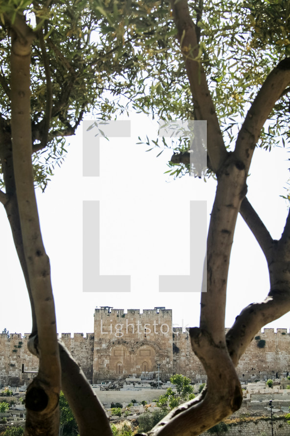View of the wall and golden gate in Jerusalem, from the garden of Gethsemane
