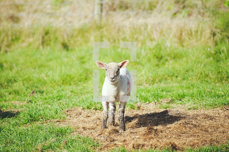a lamb in a pasture 