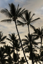 silhouette of palm trees 