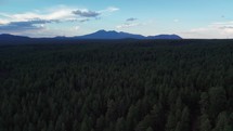 Aerial flyover of a large pine forest with distant mountains