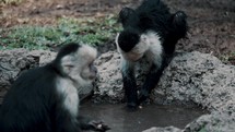 Slow motion close up of Capuchin Monkeys Eating And Washing Food In Rock Basin With Water In The Jungle In Costa Rica.

