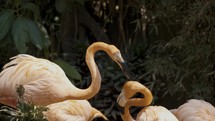 Two Caribbean Flamingoes Fighting Each Other With Their Beaks. - close up	