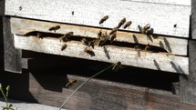 honey bees entering a hive 