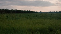 Field at sunrise
