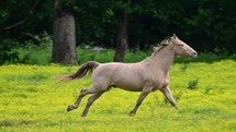 Running horse in a field