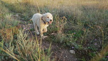 Sweet golden retriever puppy running on green grass.Happy doggy, playful activity. Pedigreed tiny pup. Authentic high quality 4k footage