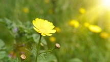 Yellow field flower 