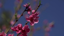 Blossoms on a Peach tree in early spring