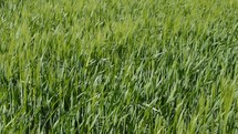 green wheat field blowing in the breeze 
