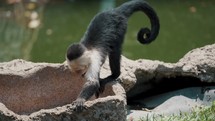 Close up of Young Capuchin Monkey Inside The Rock Hole On A Sunny Day. 