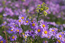 Spring time purple daisy wild flowers
