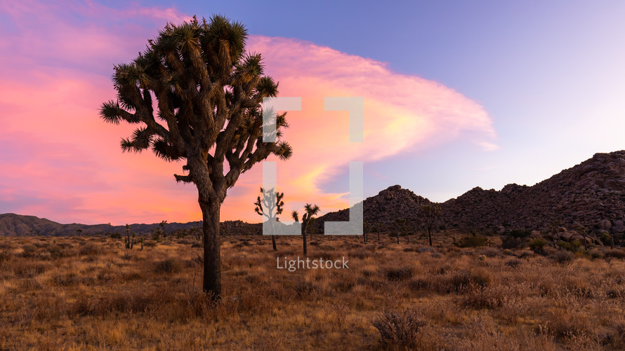 A large Yucca cactus silhouetted during a colorful sunset in Joshua Tree National Park.	