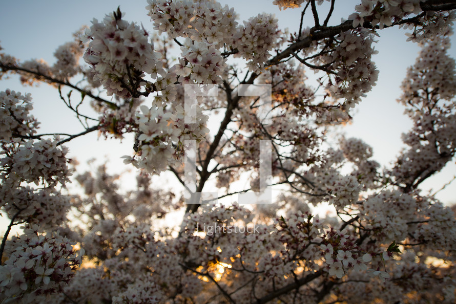 Tree blooming in spring