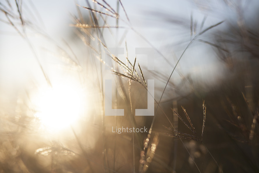 sunlight through tall grass