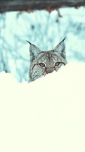 Lynx is watching his prey from behind a snowdrift