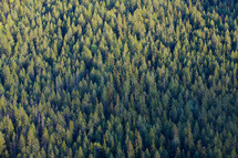 Field of pine trees