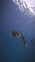 Stingrays swim past schools of fish in the deep blue ocean