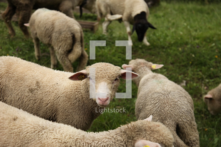 sheep and lambs in a flock 