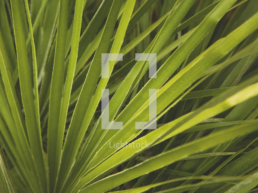 palm fronds closeup 