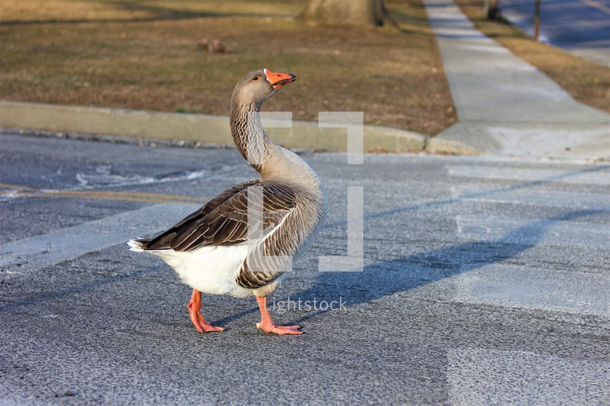 goose walking across the street 