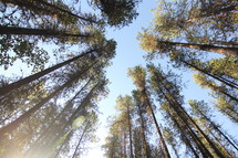 looking up at the tops of pine trees 