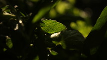 sunlight on green leaves 