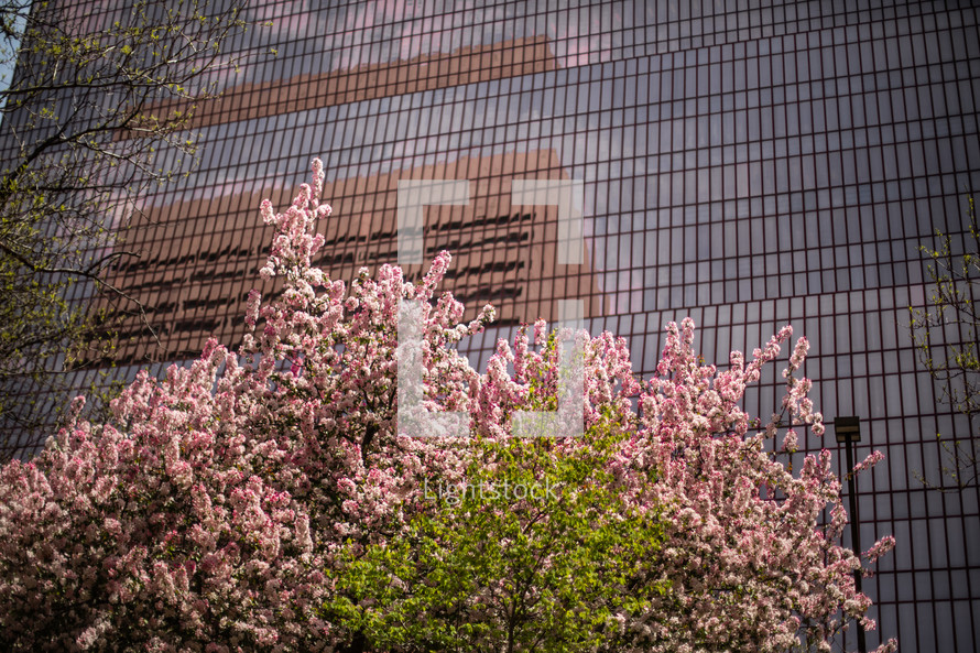 city buildings and spring flowers on a trees 