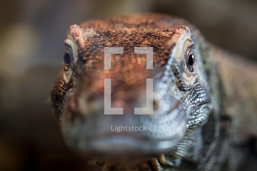 Close up of Komodo Dragon's face
