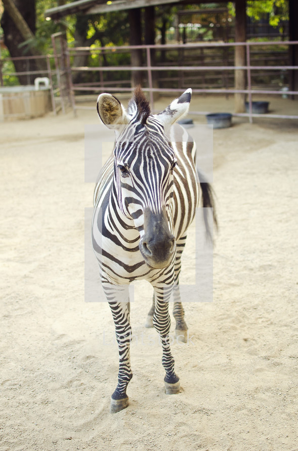 zebra at a zoo 