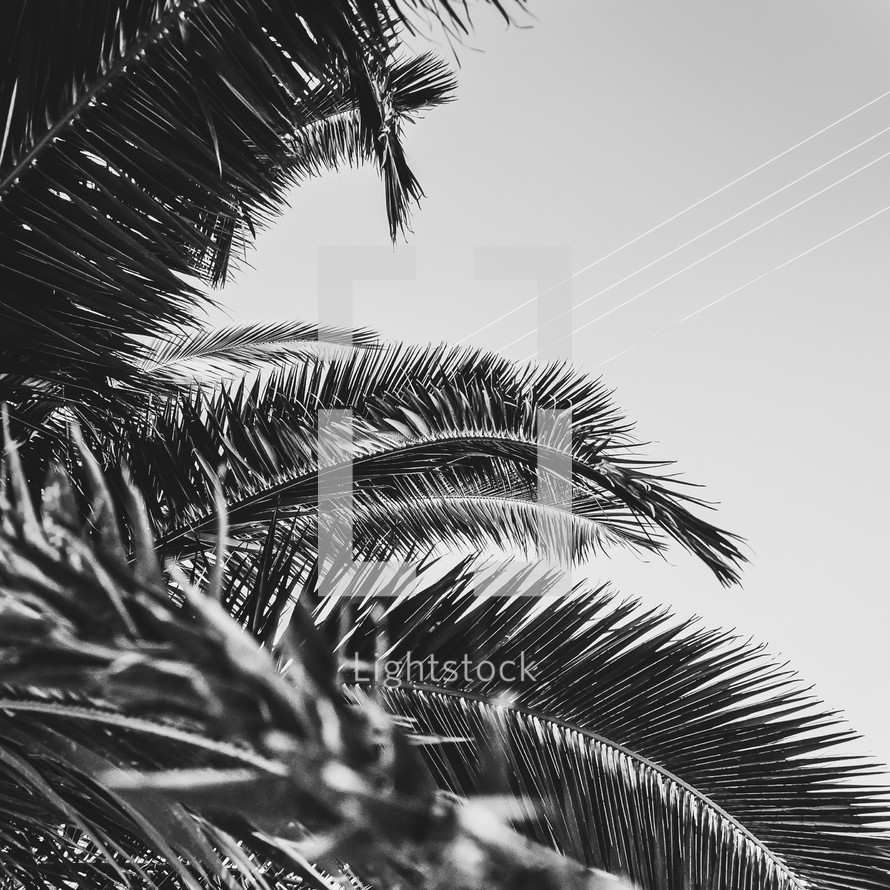 Minimal black texture background palm tree