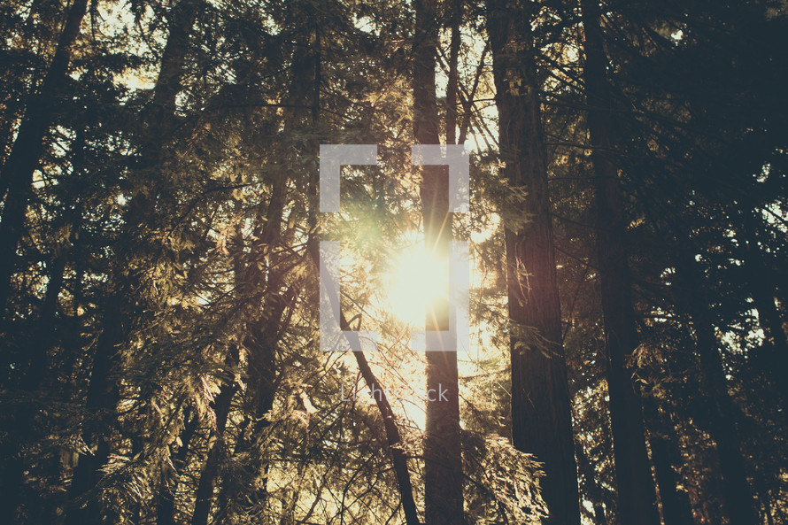 Prayer Mountain | Light Rays | Forest | Trees | Encounter | Sun Through Trees