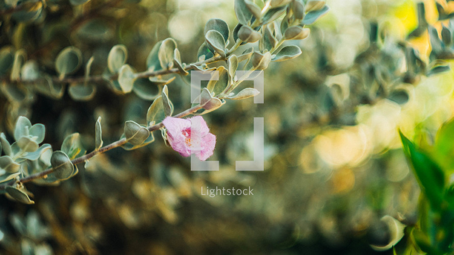 flower on a branch 