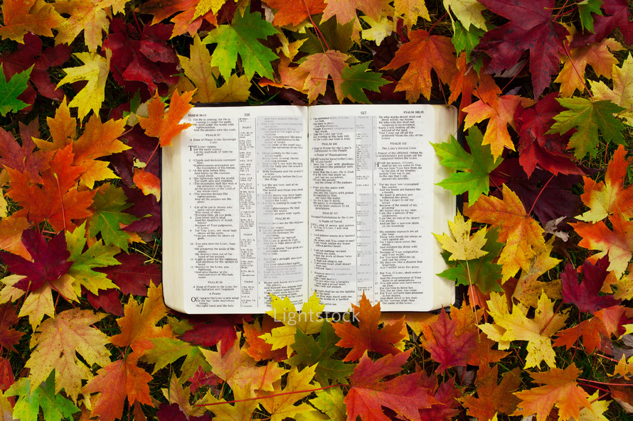 an open Bible in fall leaves 