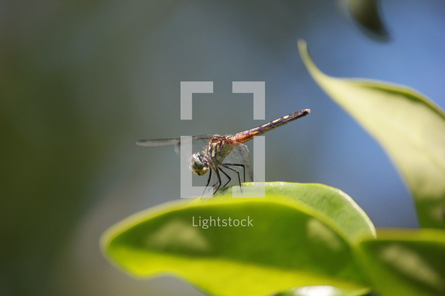 dragonfly on a green leaf 