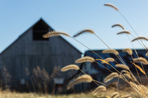 Wheat with blurry barn in background