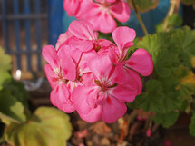 Pink Geranium (Geraniales) aka cranesbill flower detail