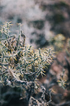desert cactus plants 