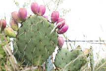 flowering cactus 