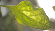 green leaf in sunlight 