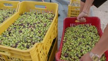 Preparation of olives for extra virgin olive oil