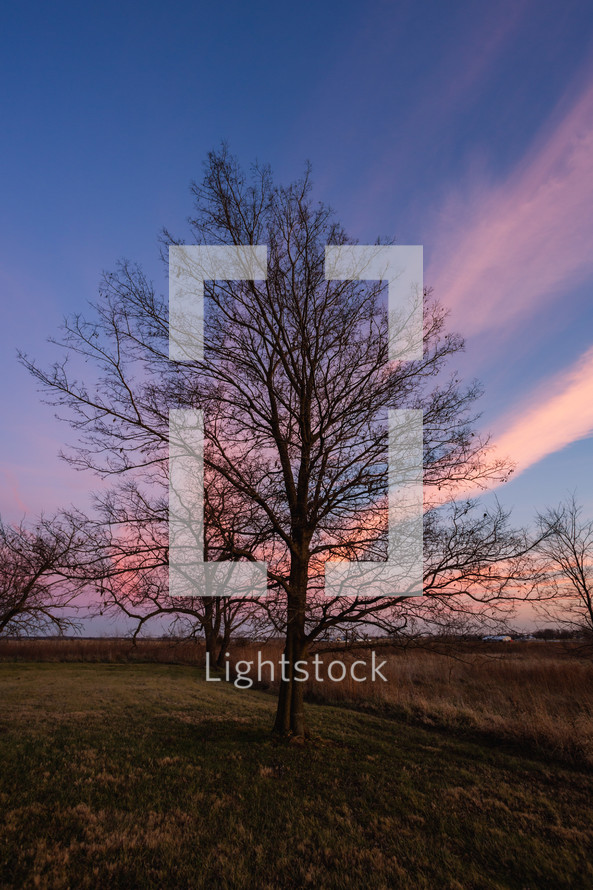 Tree in a field at sunrise