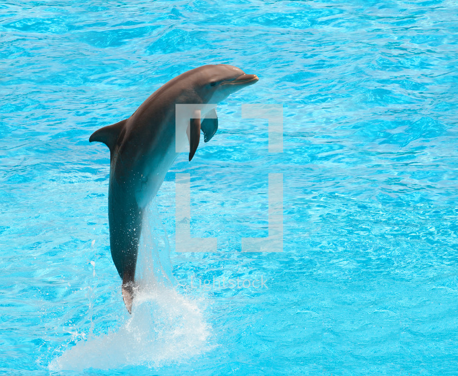 dolphin swimming 