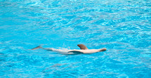 dolphin swimming 