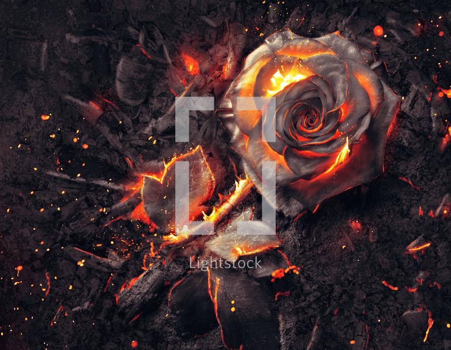 The petals of a single roses burns on top of a pile of ashes and embers.