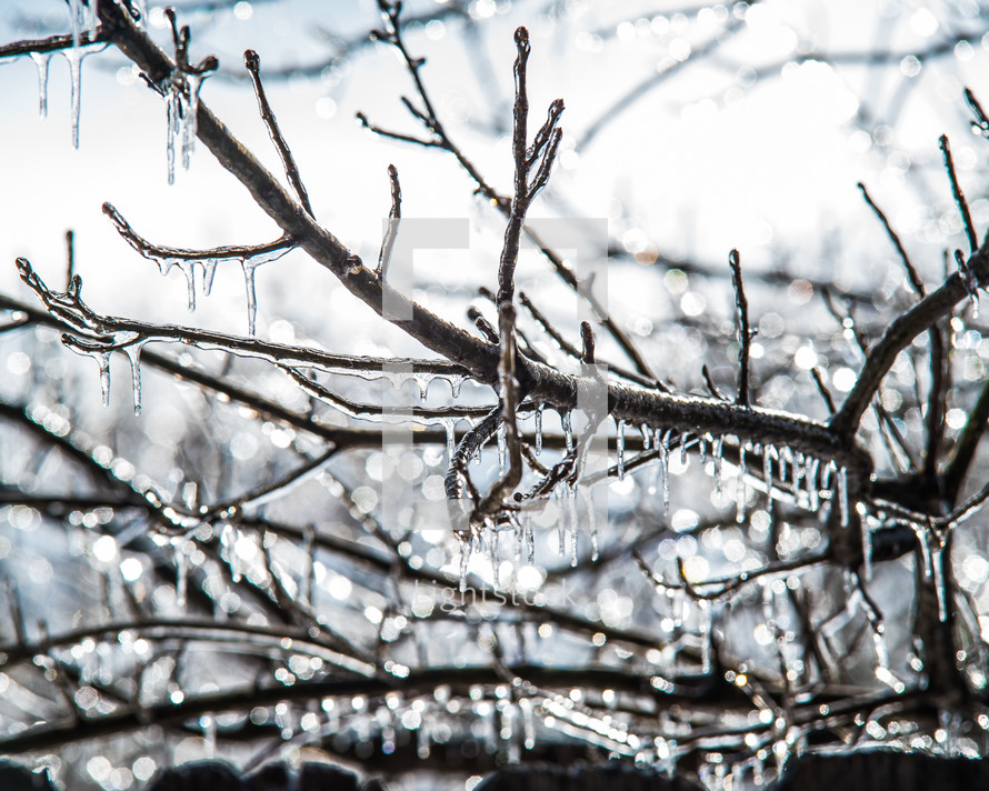 Ice on tree branches 