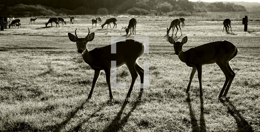 deer in a field in South Texas Deer in black and white