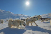 Dog sledding trip in cold snowy winter in Greenland