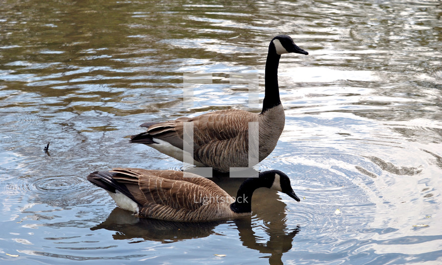 A pair of Canada geese.  One always stands guard while the other feeds.